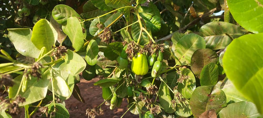 Cashew Farm 1