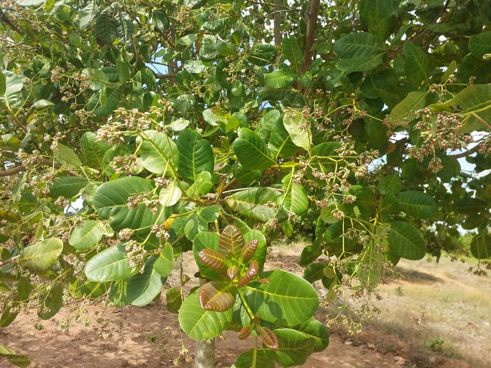 Cashew Farm 13