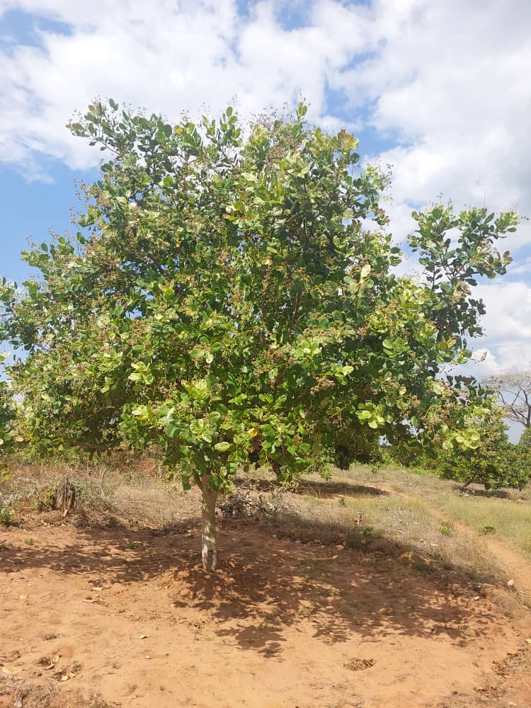 Cashew Farm 16