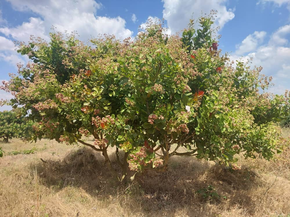 Cashew Farm 17