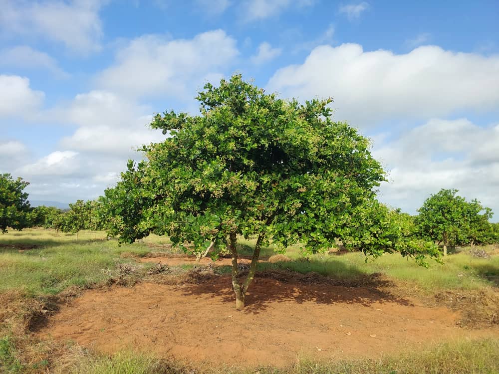 Cashew Farm 19