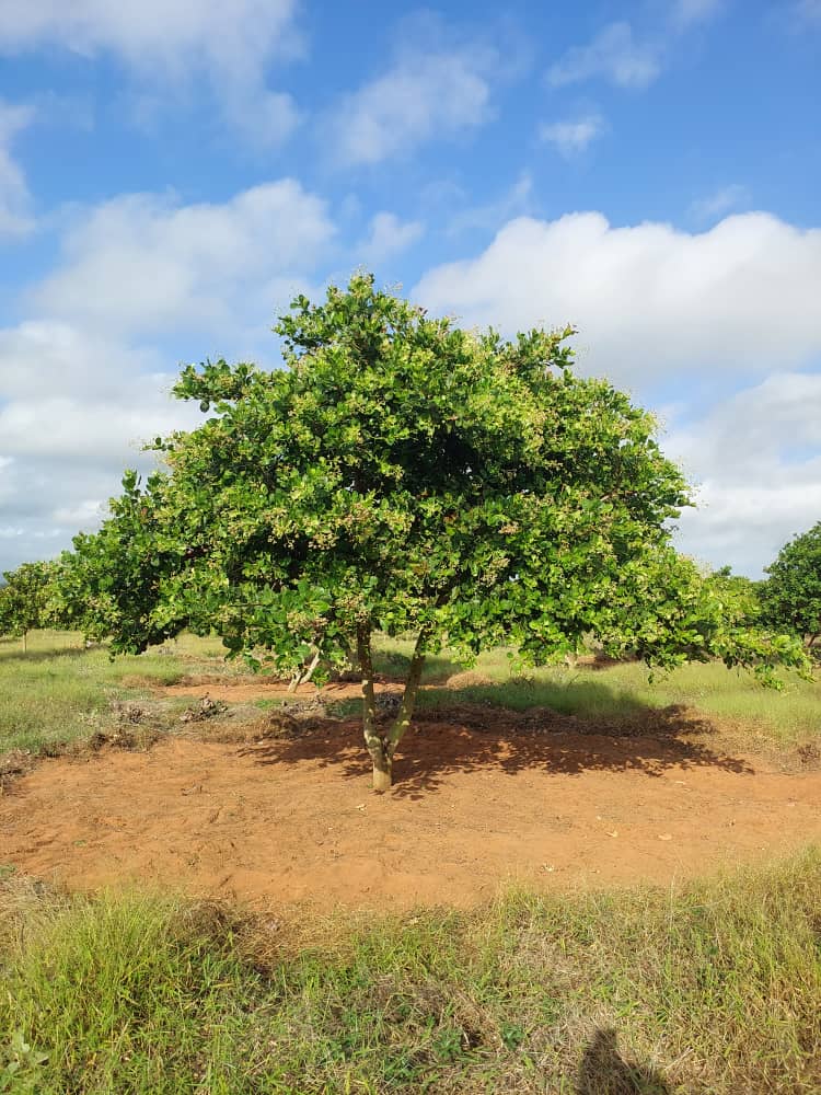 Cashew Farm 21