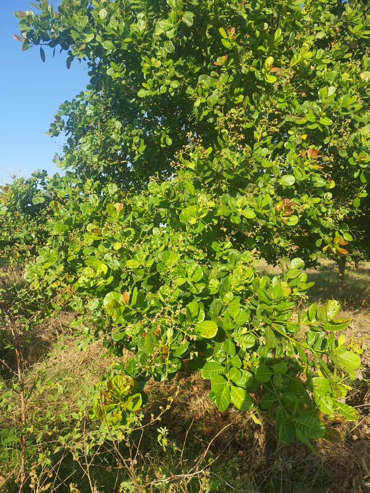 Cashew Farm 25