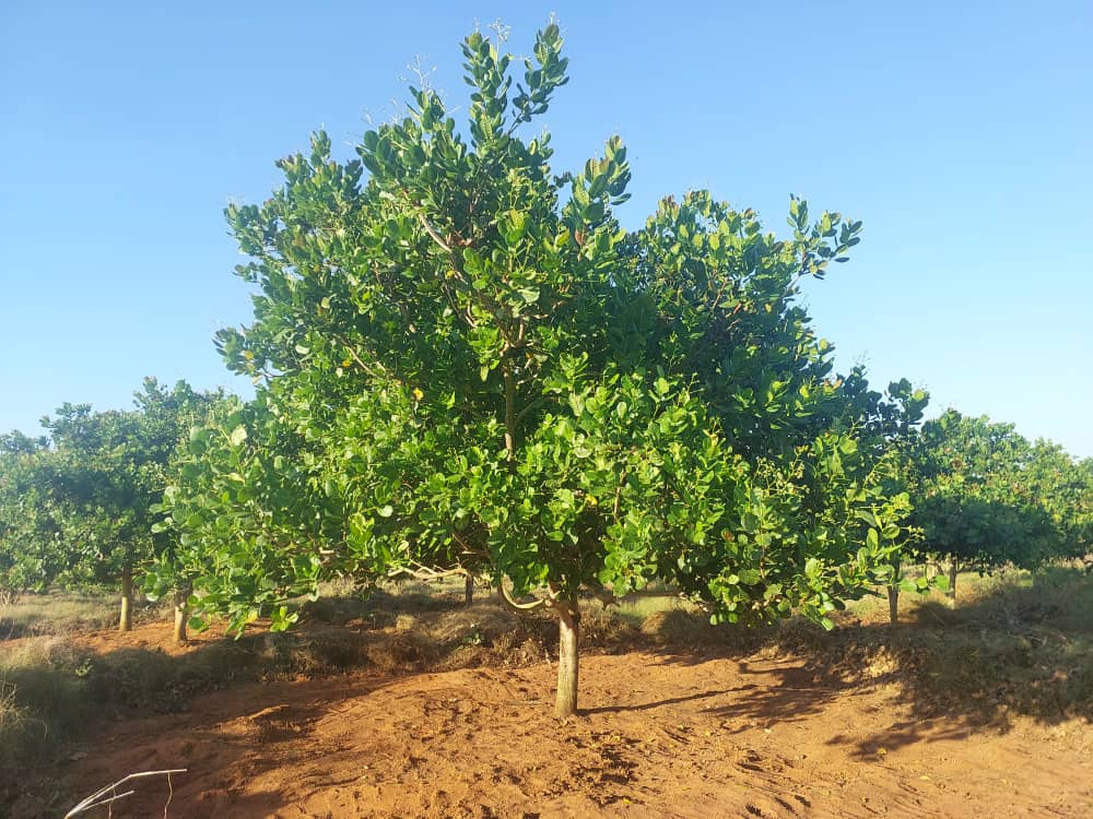 Cashew Farm 26