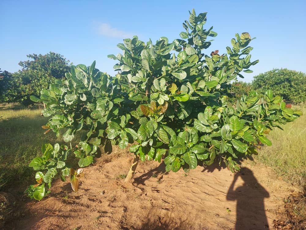 Cashew Farm 28