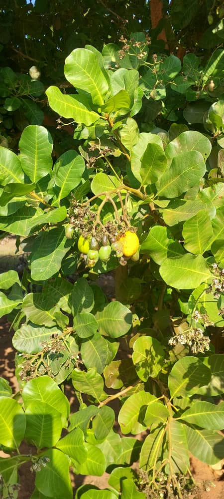 Cashew Farm 3