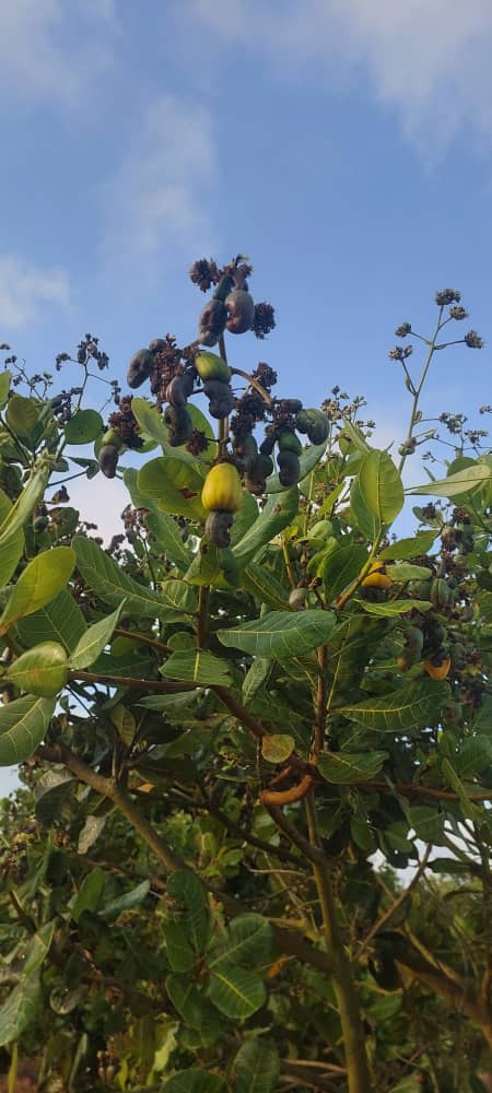 Cashew Farm 8